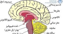 اجزای مغز