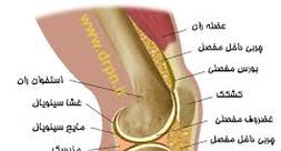 اجزای مفصل